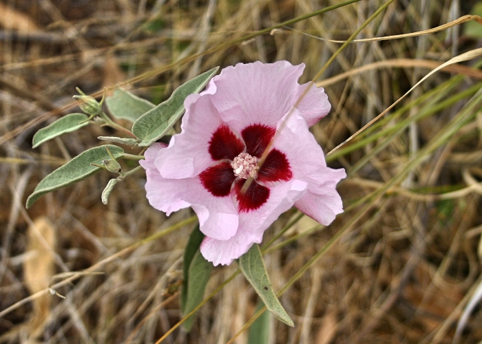 Australian Desert Plants Malvaceae